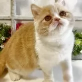 エキゾチックショートヘア【大阪府・女の子・2025年7月18日・レッドマッカレルタビー&ホワイト】の写真4「猫じゃらしを見ると活発になります💕」