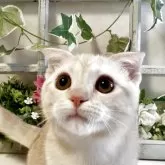 スコティッシュフォールド(折れ耳)【大阪府・女の子・2025年5月29日・クリームマッカレルタビー】の写真4「猫じゃらしで楽しく遊びます🩷」