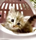 サイベリアン【大阪府・男の子・2025年4月12日・ブラウンマッカレルタビー】の写真4「可愛い性格の子猫ちゃん❤️」