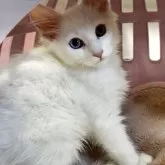 ノルウェージャンフォレストキャット【大阪府・女の子・2025年7月6日・ホワイト】の写真4「とても賢い子猫ちゃんです❤️」