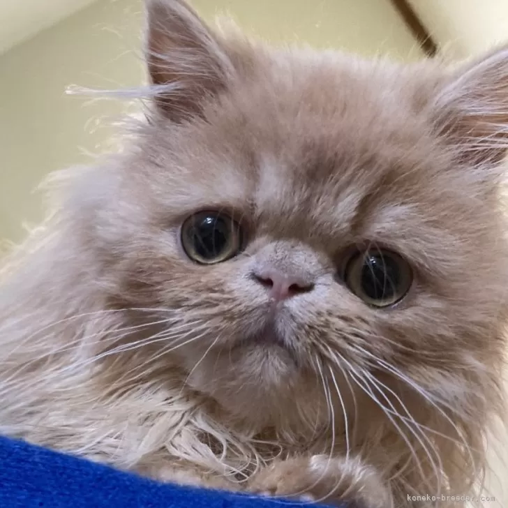 のん 様のお迎えした子猫