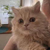 エキゾチックショートヘア