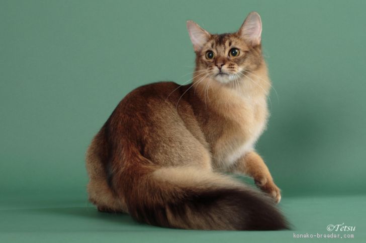 ソマリ【・男の子・2015年8月11日・ルディー】