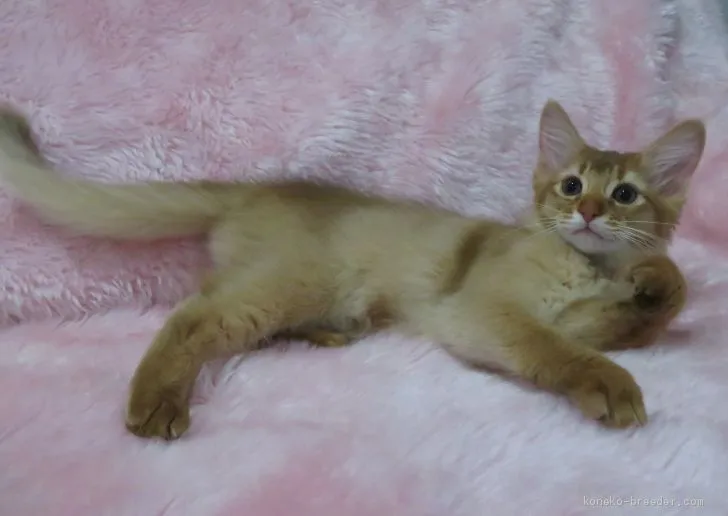 こまゆ 様のお迎えした子猫