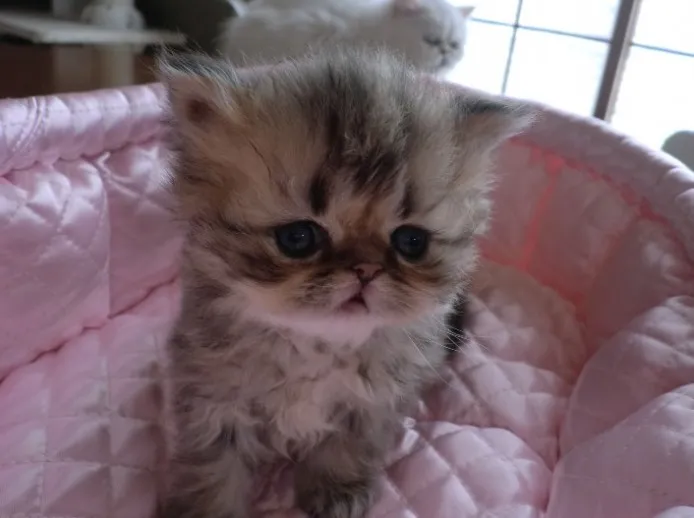 ID：1403-00197の子猫