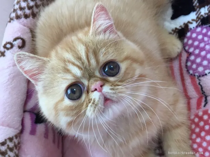 エキゾチックショートヘア【大阪府・女の子・2020年6月10日・レッドタビー】の写真1