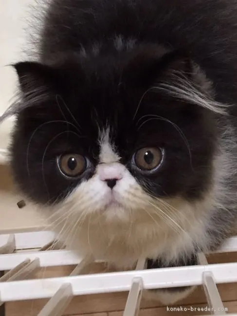 ID:1709-00566の子猫
