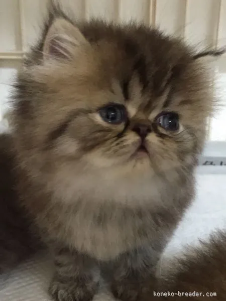 ID：1506-00616の子猫