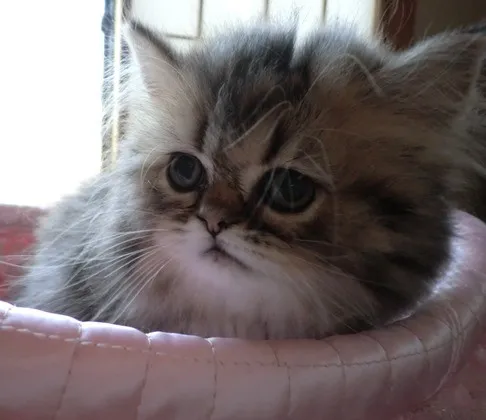 ID：1406-00145の子猫