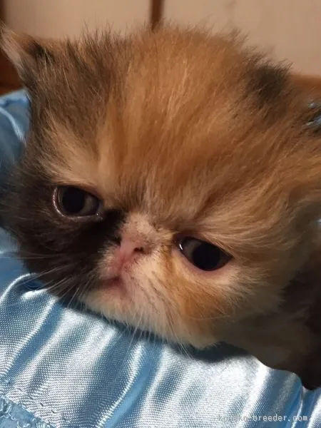 ID：1510-00309の子猫