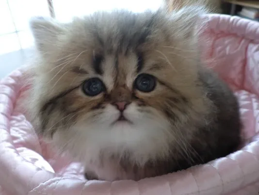 ID：1406-00003の子猫
