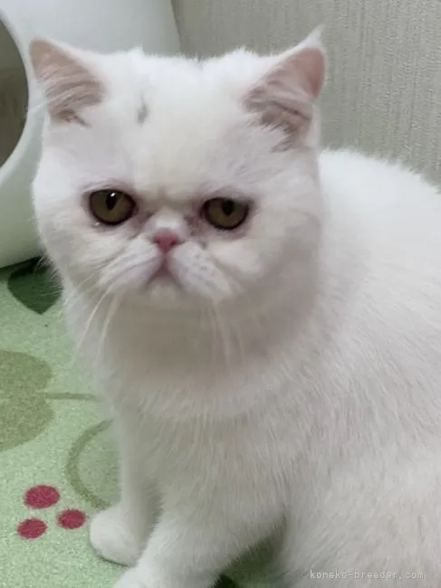 ID：2107-02777の子猫