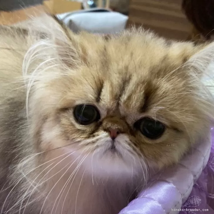 ペルシャ(チンチラ)【大阪府・女の子・2024年1月10日・シェーデッドゴールデン】の写真1
