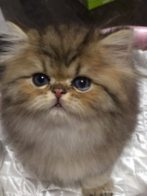 ID:1704-00948の子猫