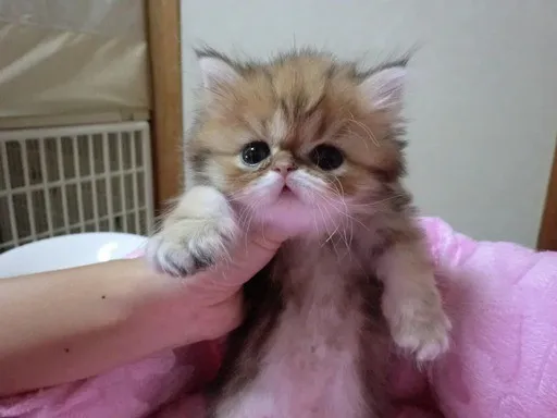 ID：1208-00097の子猫