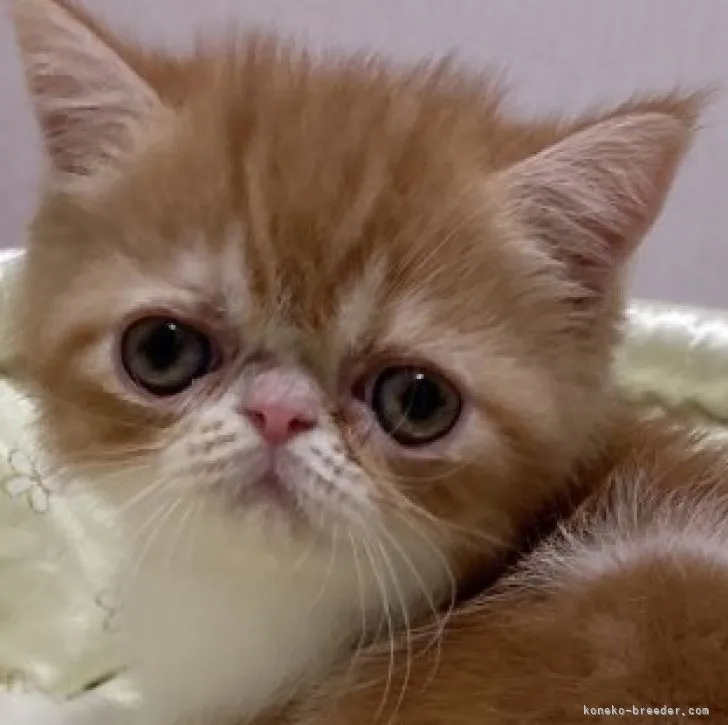 ID：2307-02590の子猫