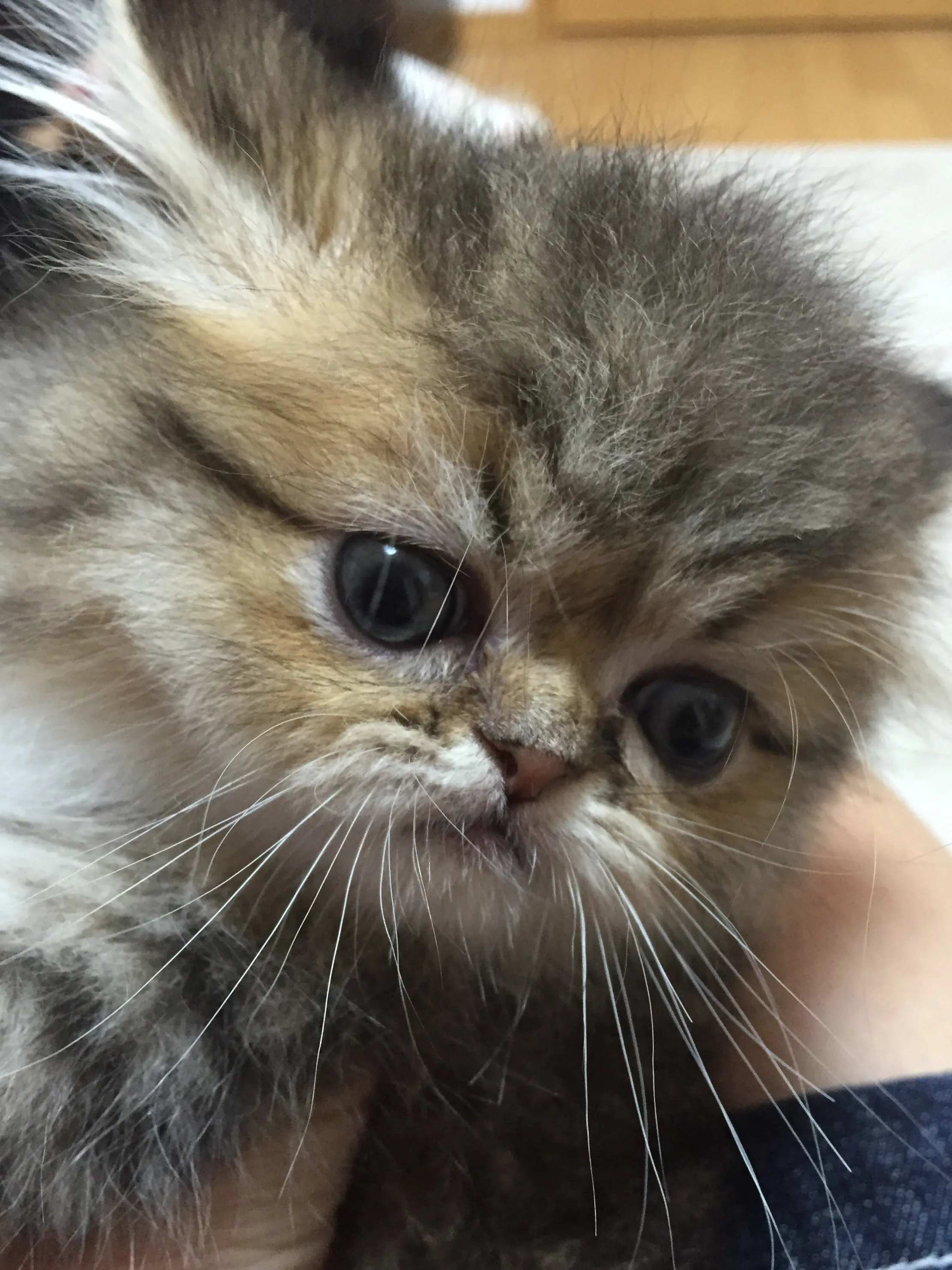 ID：1607-00836の子猫