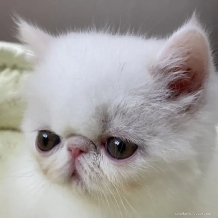 ID：2305-00301の子猫