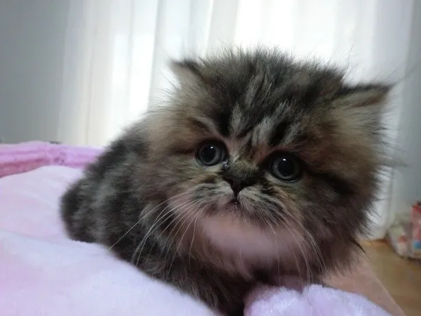 ID：1411-00273の子猫