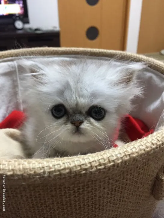 ID:1907-00584の子猫