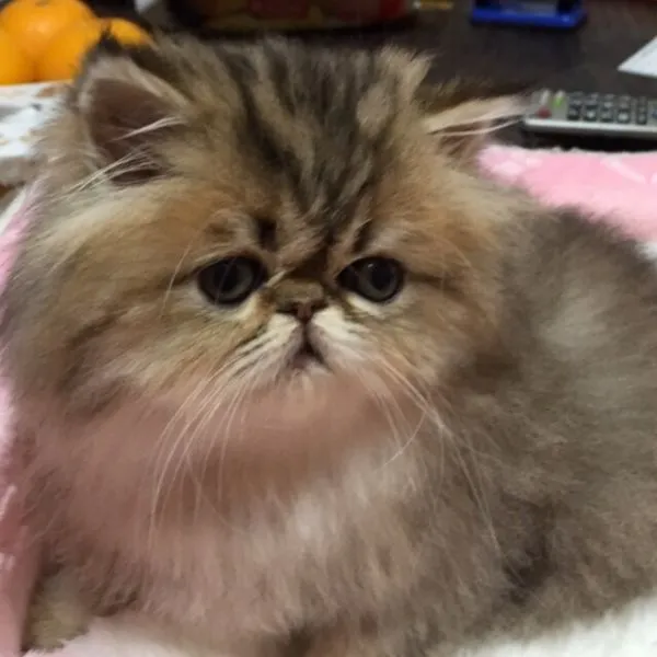 ID：1504-00181の子猫