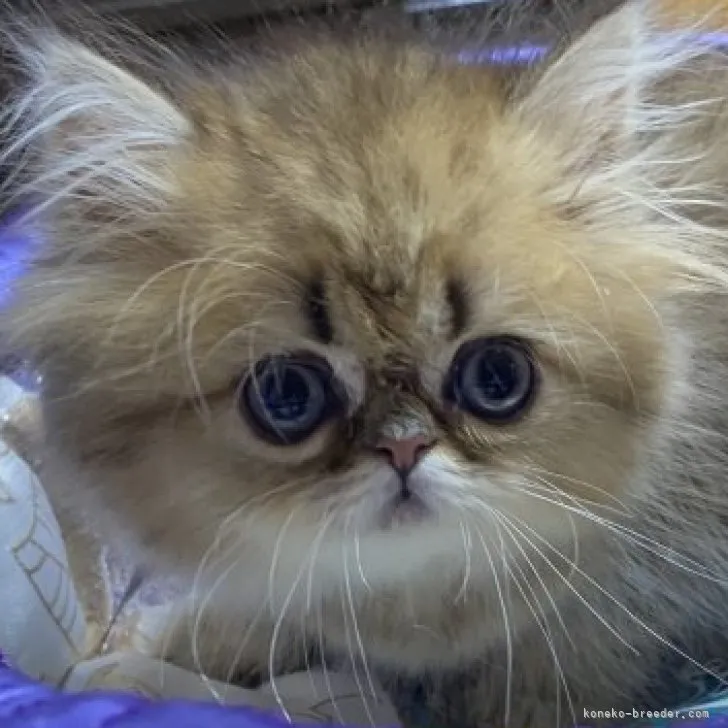 ID:2306-00475の子猫