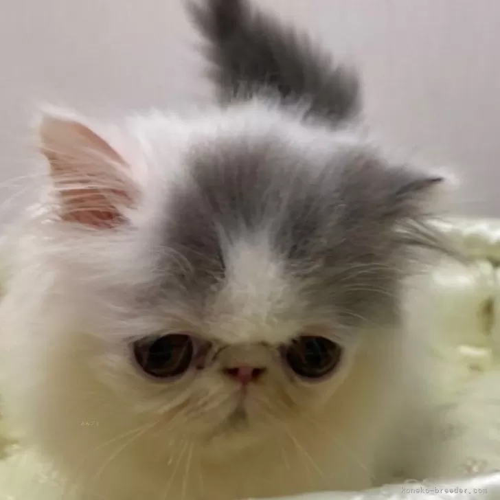 ID：2405-01029の子猫