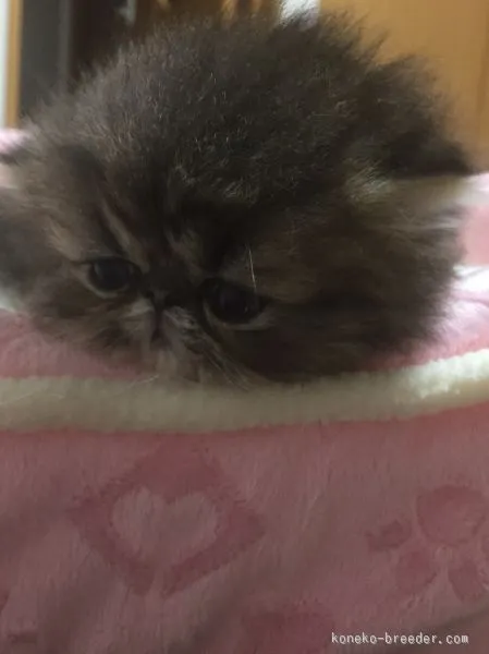 ID:1510-00382の子猫