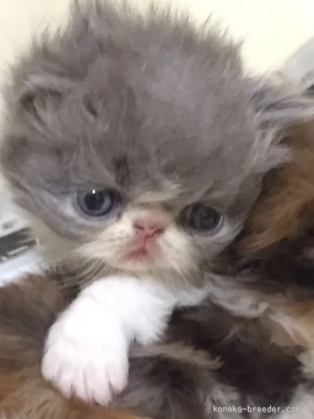 ID：1510-00307の子猫