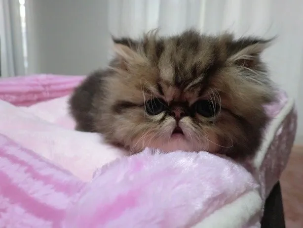 ID：1411-00274の子猫