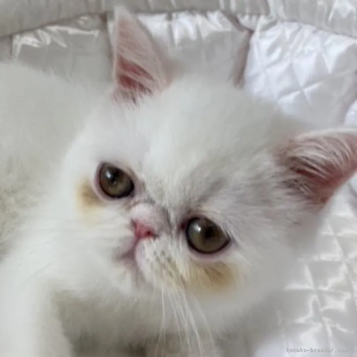 ID:2306-01337の子猫