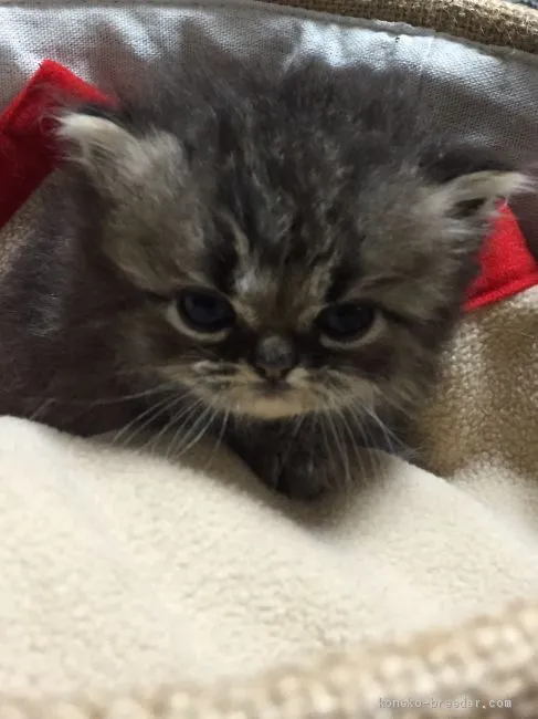 ID：1907-00557の子猫