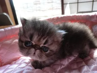 ID：1403-00207の子猫