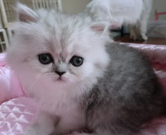 ID：1308-00072の子猫