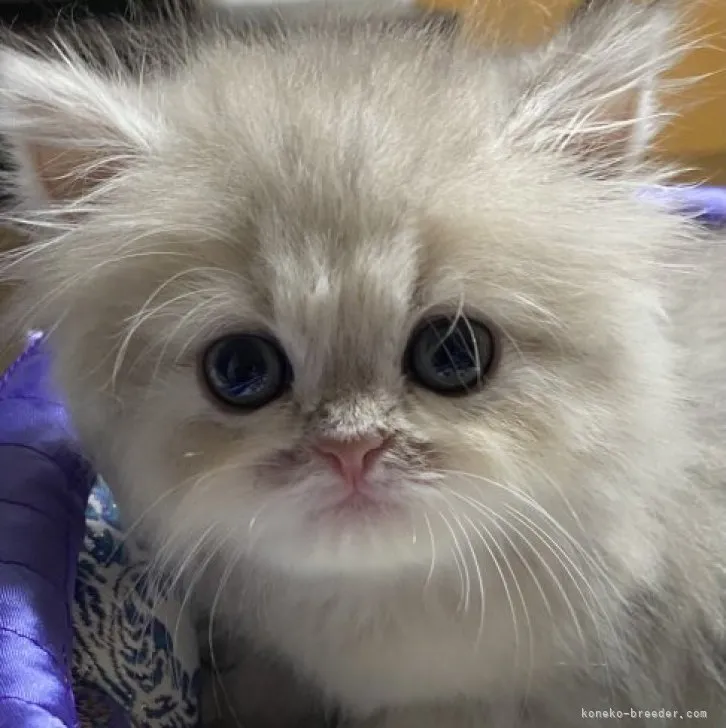 ID：2305-00378の子猫