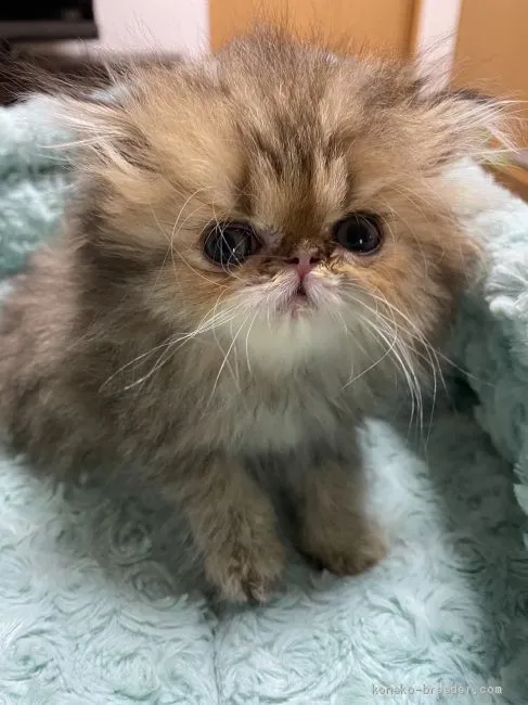 ID：2009-01526の子猫