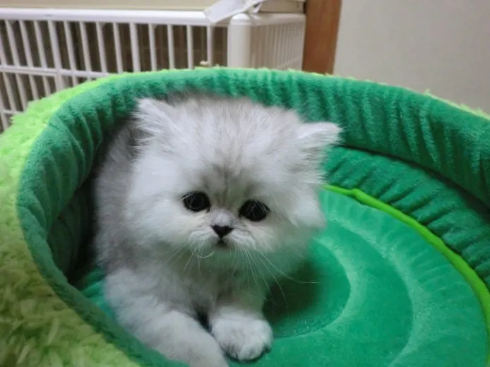 ID：1303-00074の子猫