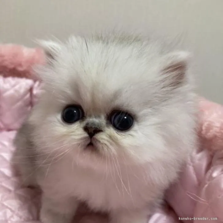 ID：2211-00822の子猫