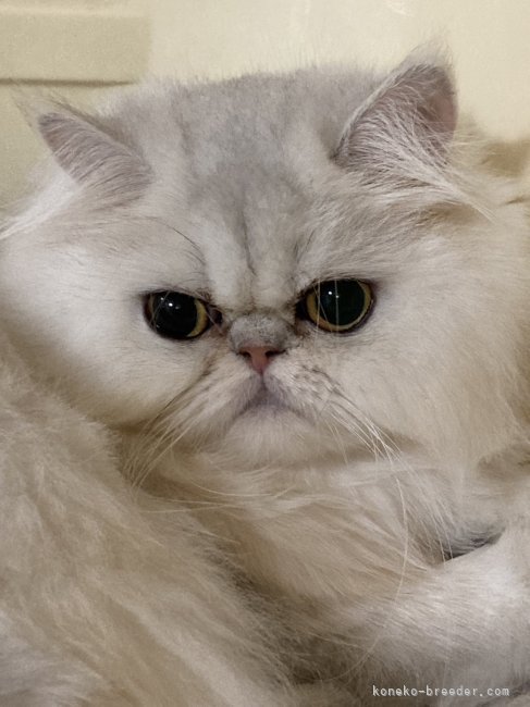 ブリーダー画像