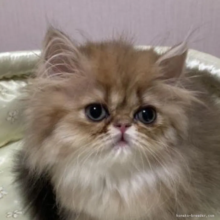 ID：2205-02422の子猫