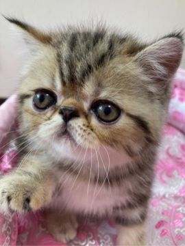 エキゾチックショートヘア【大阪府・男の子・2022年4月9日・ブラウンタビー（ショートヘア）】の写真「とっても可愛い時期になりました💕」