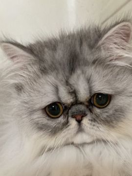 ペルシャ(チンチラ)【大阪府・男の子・2020年3月4日・シェーデッドシルバー（ロング）】の写真「とても性格の良い可愛い男の子！！」