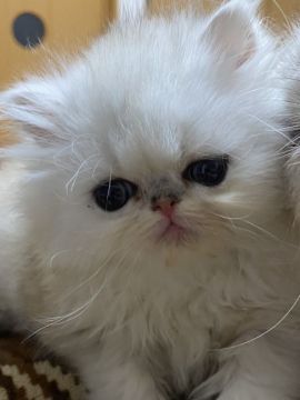 ペルシャ(チンチラ)【大阪府・男の子・2020年11月25日・シェーデッドシルバー（ロング）】の写真「何とも言えない可愛さです！是非見に来て下さいね♪」