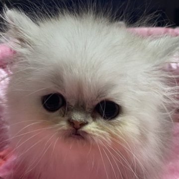 ペルシャ(チンチラ)【大阪府・男の子・2023年6月26日・シェーデッドシルバー】の写真「タレ目の僕ちゃん。可愛いです！」