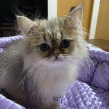 ペルシャ(チンチラ)【大阪府・女の子・2022年5月6日・シェーデッドゴールデン（ロング）】の写真「おっとりした性格の可愛い女の子♡」