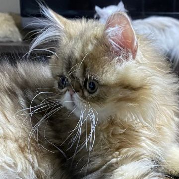 ペルシャ(チンチラ)【大阪府・女の子・2022年1月1日・シェーデッドゴールデン（ロング）】の写真「人間大好きな可愛すぎる子です！！」