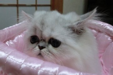 ペルシャ(チンチラ)【大阪府・女の子・2013年7月1日・シェーデッドシルバー】の写真「お顔の可愛い子猫ちゃんが産まれました！」