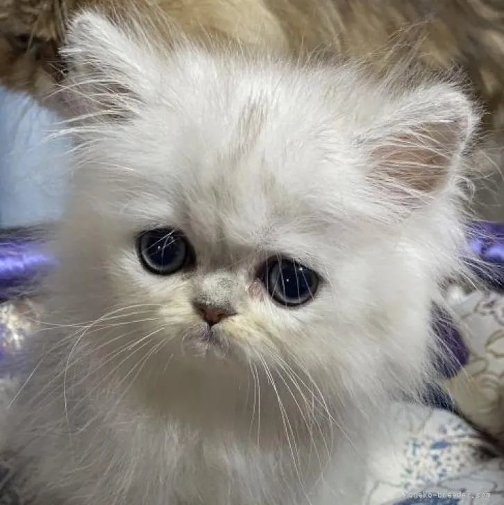 ID：2211-02448の子猫