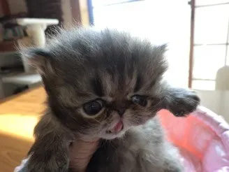 ペルシャ(チンチラ)【大阪府・女の子・2014年2月20日・シェーデッドゴールデン】の写真2