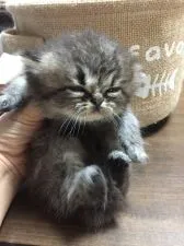 ペルシャ(チンチラ)【大阪府・男の子・2019年6月6日・ブラウンタビー】の写真2